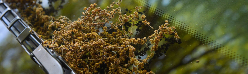 overbreak pollen